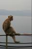 Monkey On A Bridge - iPhone